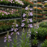 PENSTEMON hirsutus (Hairy Beardtongue)