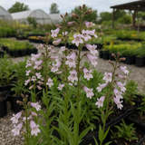 PENSTEMON hirsutus (Hairy Beardtongue)