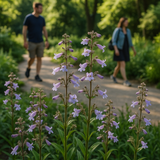 PENSTEMON hirsutus (Hairy Beardtongue)