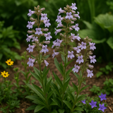 PENSTEMON hirsutus (Hairy Beardtongue)
