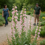 PENSTEMON palmeri (Palmer Penstemon)