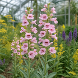 PENSTEMON palmeri (Palmer Penstemon)