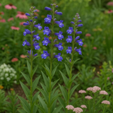 PENSTEMON strictus (Rocky Mountain Penstemon)