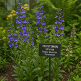 PENSTEMON strictus (Rocky Mountain Penstemon)