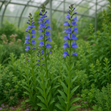 PENSTEMON strictus (Rocky Mountain Penstemon)