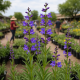 PENSTEMON strictus (Rocky Mountain Penstemon)