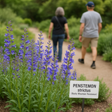 PENSTEMON strictus (Rocky Mountain Penstemon)
