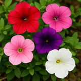 PETUNIA nana compacta (Petunia, Dwarf Mixed)