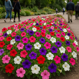 PETUNIA nana compacta (Petunia, Dwarf Mixed)