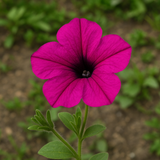 PETUNIA violacea (Wild Petunia)