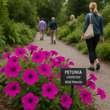PETUNIA violacea (Wild Petunia)