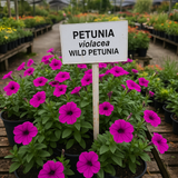 PETUNIA violacea (Wild Petunia)