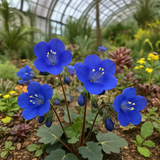 PHACELIA campanularia (California Bluebell)