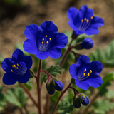 PHACELIA campanularia (California Bluebell)