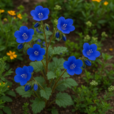 PHACELIA campanularia (California Bluebell)