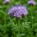PHACELIA tanacetifolia (Lacy Phacelia)