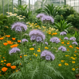 PHACELIA tanacetifolia (Lacy Phacelia)