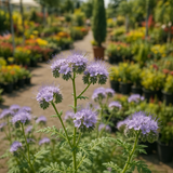 PHACELIA tanacetifolia (Lacy Phacelia)