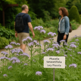 PHACELIA tanacetifolia (Lacy Phacelia)
