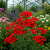 PHLOX drummondii (Annual Phlox, Red)