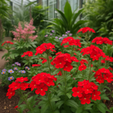 PHLOX drummondii (Annual Phlox, Red)