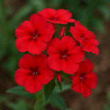 PHLOX drummondii (Annual Phlox, Red)