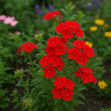 PHLOX drummondii (Annual Phlox, Red)
