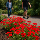 PHLOX drummondii (Annual Phlox, Red)