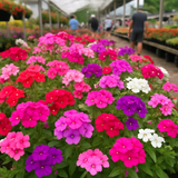 PHLOX drummondii (Annual Phlox, Mixed)