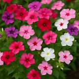 PHLOX drummondii (Annual Phlox, Mixed)