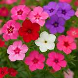 PHLOX drummondii (Annual Phlox, Mixed)