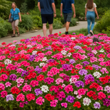 PHLOX drummondii (Annual Phlox, Mixed)