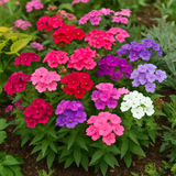 PHLOX drummondii (Annual Phlox, Mixed)
