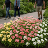 PHLOX drummondii (Annual Phlox, Pastel Shades Mix)