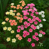 PHLOX drummondii (Annual Phlox, Pastel Shades Mix)