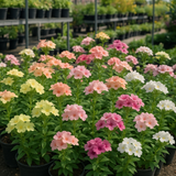 PHLOX drummondii (Annual Phlox, Pastel Shades Mix)