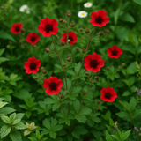 POTENTILLA thurberi (Scarlet Cinquefoil)