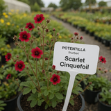 POTENTILLA thurberi (Scarlet Cinquefoil)