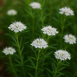 PYCNANTHEMUM tenuifolium (Mountain Mint, Slender)