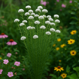 PYCNANTHEMUM tenuifolium (Mountain Mint, Slender)