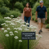 PYCNANTHEMUM tenuifolium (Mountain Mint, Slender)