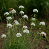 PYCNANTHEMUM virginianum (Mountain Mint, Virginia)