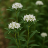 PYCNANTHEMUM virginianum (Mountain Mint, Virginia)
