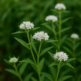 PYCNANTHEMUM virginianum (Mountain Mint, Virginia)