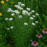 PYCNANTHEMUM virginianum (Mountain Mint, Virginia)