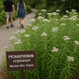 PYCNANTHEMUM virginianum (Mountain Mint, Virginia)