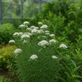 PYCNANTHEMUM virginianum (Mountain Mint, Virginia)