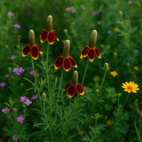 RATIBIDA columifera (Mexican Hat, Upright Prairie Coneflower)