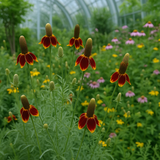 RATIBIDA columifera (Mexican Hat, Upright Prairie Coneflower)