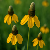 RATIBIDA columifera (Prairie Coneflower)